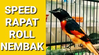 BURUNG MANTENAN JANTAN GACOR SPEED RAPAT