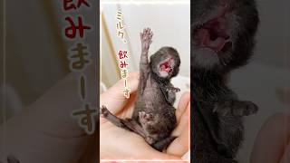 子猫は飲むのも遊ぶのも寝るのも全力｜今日できることを全部やる姿に感動すら覚える【保護猫生活1日目】