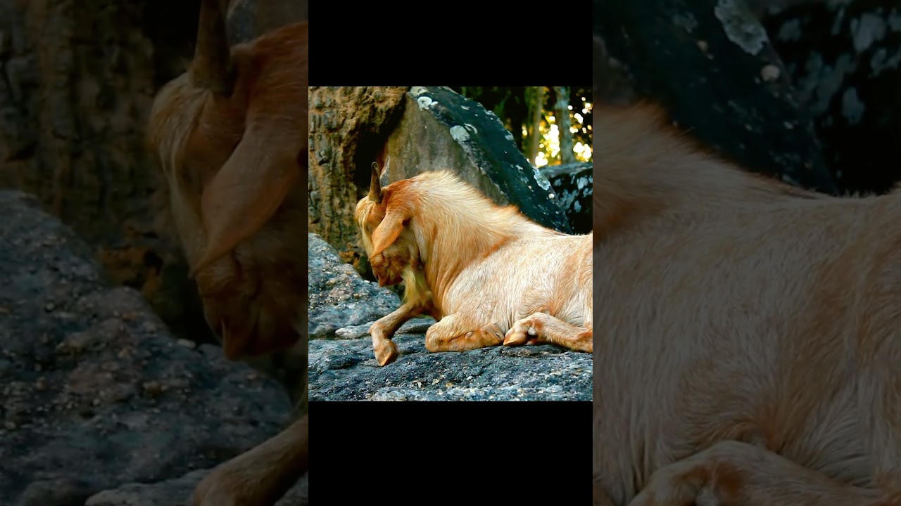 The Agile Goat: Nature's Climbing Champion