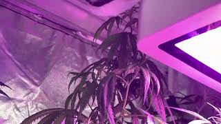 CANNABIS WEEK 13 ALMOST HARVEST TIME