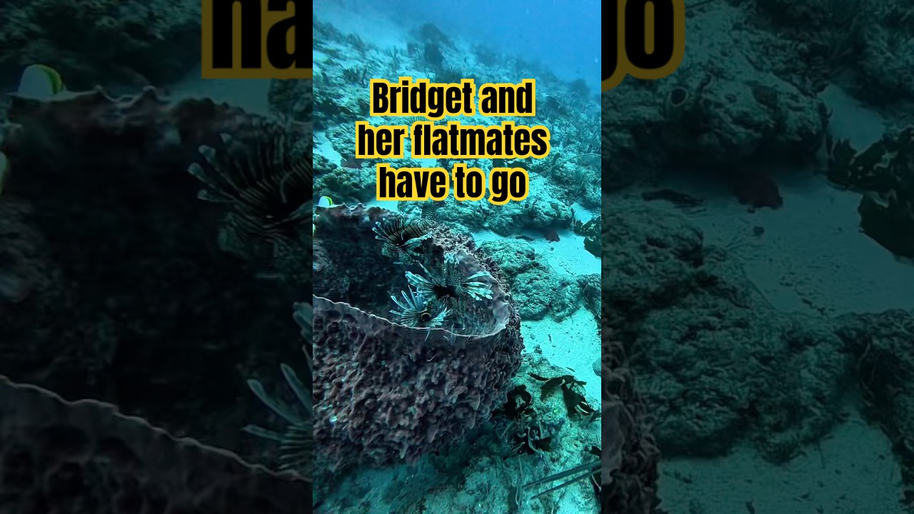 Can you imagine if Lionfish were really fast and could swim away from you? It could be worse!