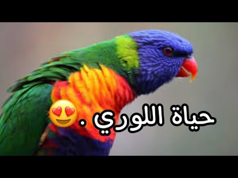 معلومات عن ببغاء اللوري