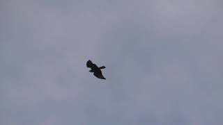 Common Buzzards at Barrow Common and Brancaster | Norfolk 28/10/2020