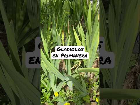 Video: Problemas comunes con el crecimiento de gladiolos