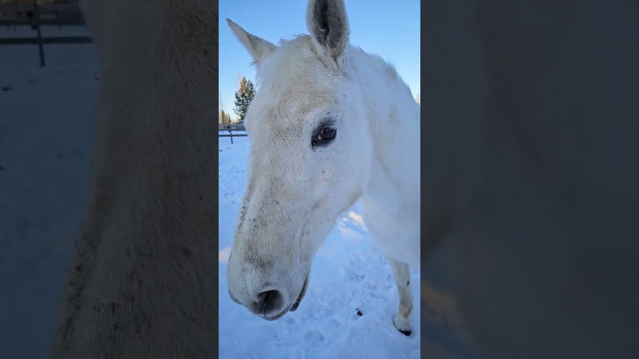 Did you know there is a Lipizzan breeding farm in Canada? Meet a few of these extremely rare horses!
