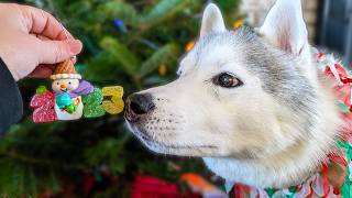 Watch As My Dogs Help Decorate The Christmas Tree  In 2023!