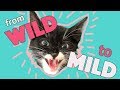 Helping a Feral Kitten Become Friendly (Step by Step How-To!)