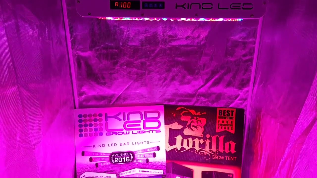 Kind LED Grow Lights and Gorilla Grow Tents