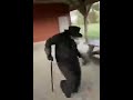      جيبولي لاقمي الميم المشهور نسخة أصلية