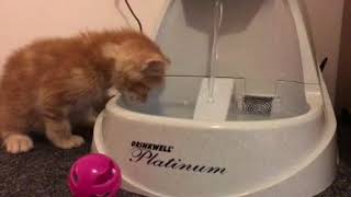 Copper kitty meets Drinkwell