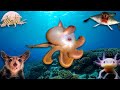 Você Conhece os Animais MAIS FEIOS do Planeta?