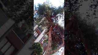 backrooms akımı denedim #backrooms