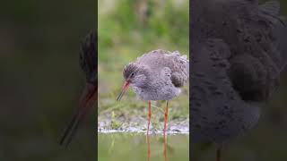 common redshank sound