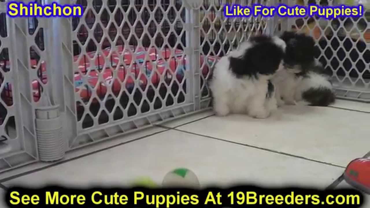 Shih Chon, Puppies, For, Sale, In, Albuquerque, New Mexico, NM, Gallup