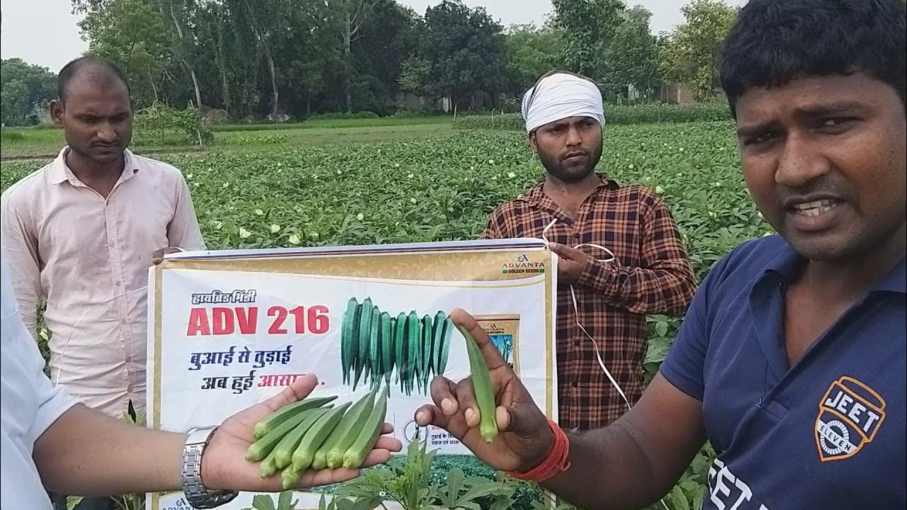 UPL Advanta Seed (Okra 216) YouTube