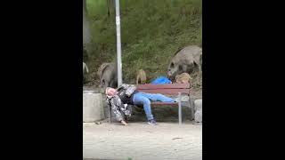 Kiedy czas na relaks, to dziki harcują 😂🐗 #gdynia #dzik #las #humor #polska #majówka #wakacje