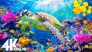 [NEW] Stunning 4K Underwater footage - Rare & Colorful Sea Life Video - Ocean Sounds to Sleep, Relax