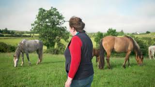 Rambling With The Irish Rare Breeds The Irish Draught