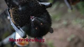 Unsung Heroes Frankenstein The Phantom The Visitors The Path Is Narrow