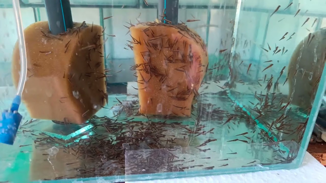 Стеллаж возле стенки готов и немного аквариумов...