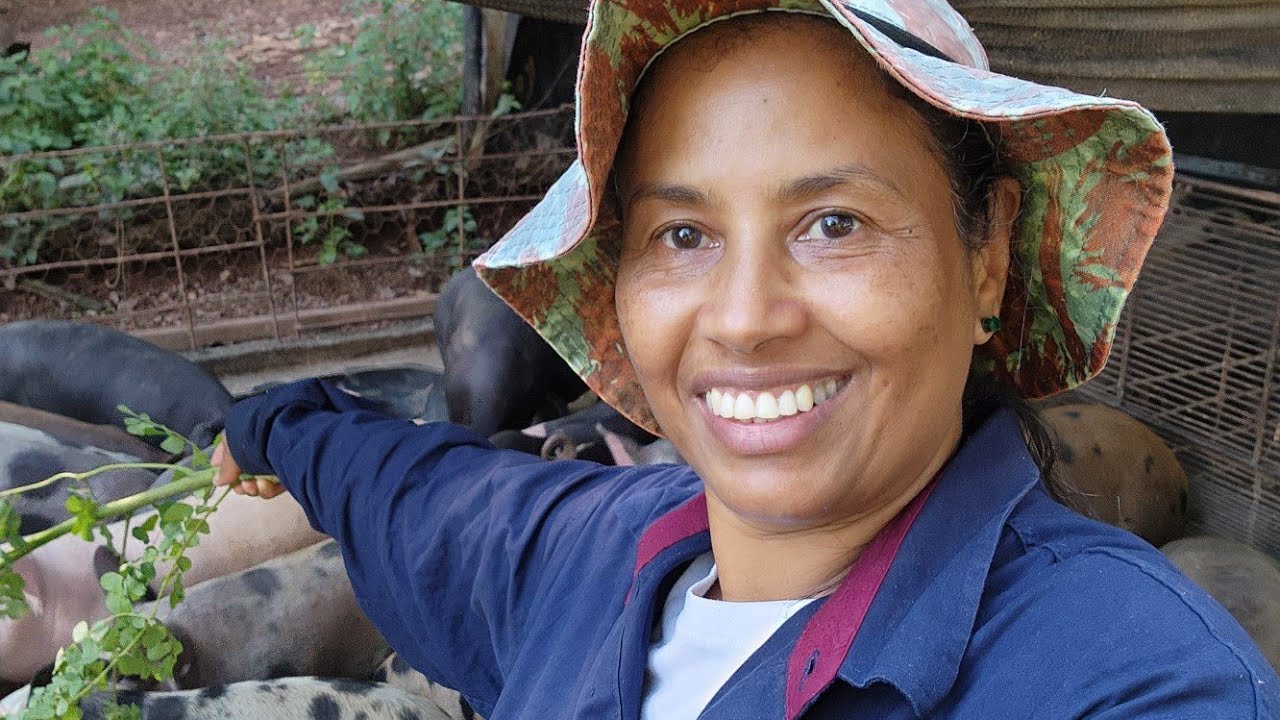 PEQUENA PROPRIEDADE,MUITAS ATVIDADES,COM CRIAÇÃO DE SUÍNOS .