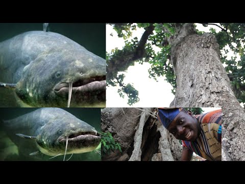 MYSTERY! ANYBODY THAT K1LLS FISH HERE WILL D1£ IN 7DAYS/ MYSTERIOUS TREE FOUND IN AAWE, OYO STATE