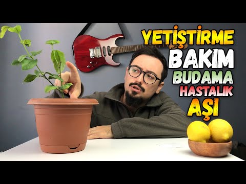 Video: Ev yapımı limon bakımı nasıl yapılır: temel kurallar ve özellikler