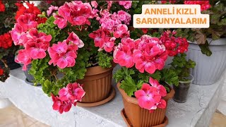 🎉Anneli̇ Kizli Sardunyalarim. Balkonumdan Son Görüntüler.