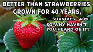 Better Than Strawberries, Grown for 40 Years, Survives −40°F — So Why Haven’t You Heard of It?