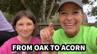 506 - How Does a Coast Live Oak Grows from a Single Acorn?