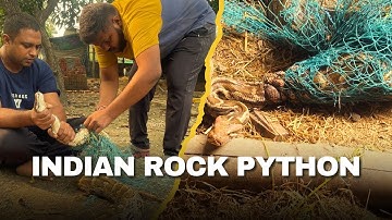 Rescue Indian Rock Python Snake 🐍 #india #indianrockpython #python