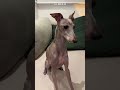 Cachorros demonstram animação imediata ao ouvir nomes dos pets da família