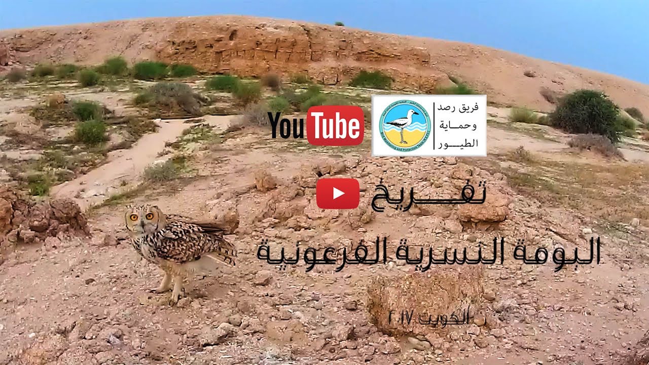 Pharaoh Eagle owl nesting تفريخ البومة النسرية الفرعونية 