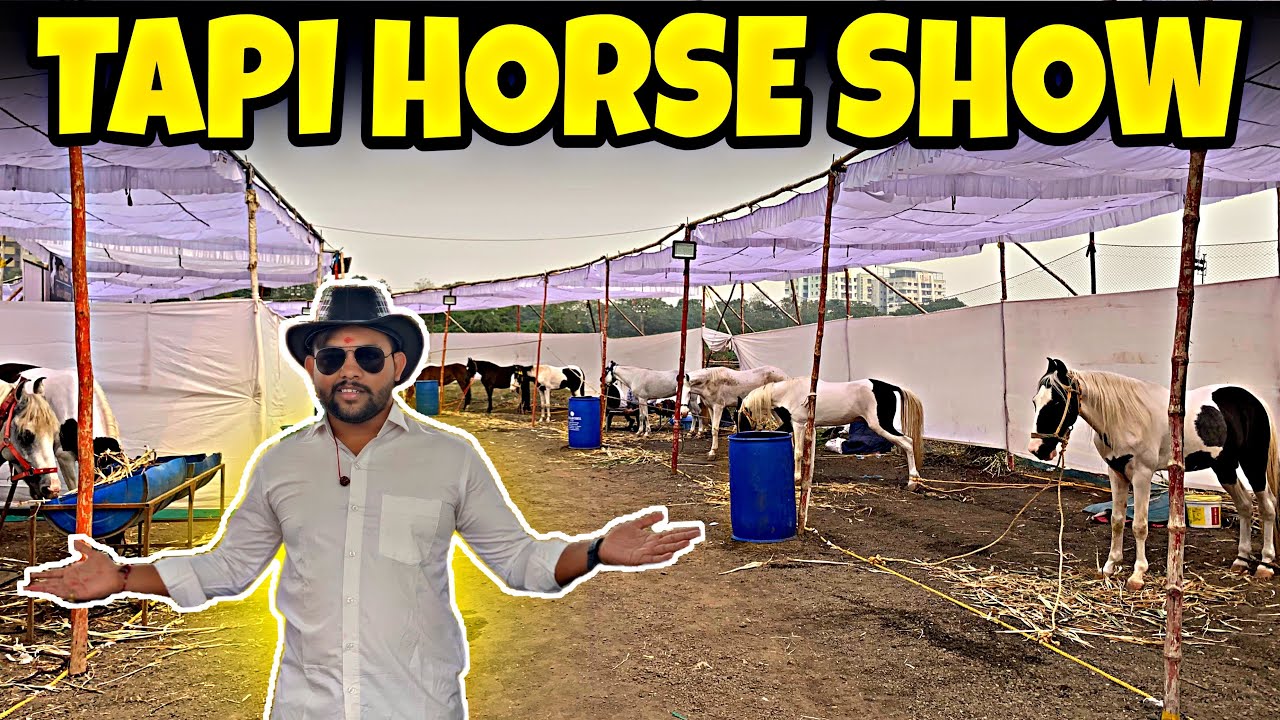 Tapi Horse Show 2026 🐎 | Surat માં લાખો–કરોડોના શાનદાર ઘોડાઓ જોવા મળ્યા 😍