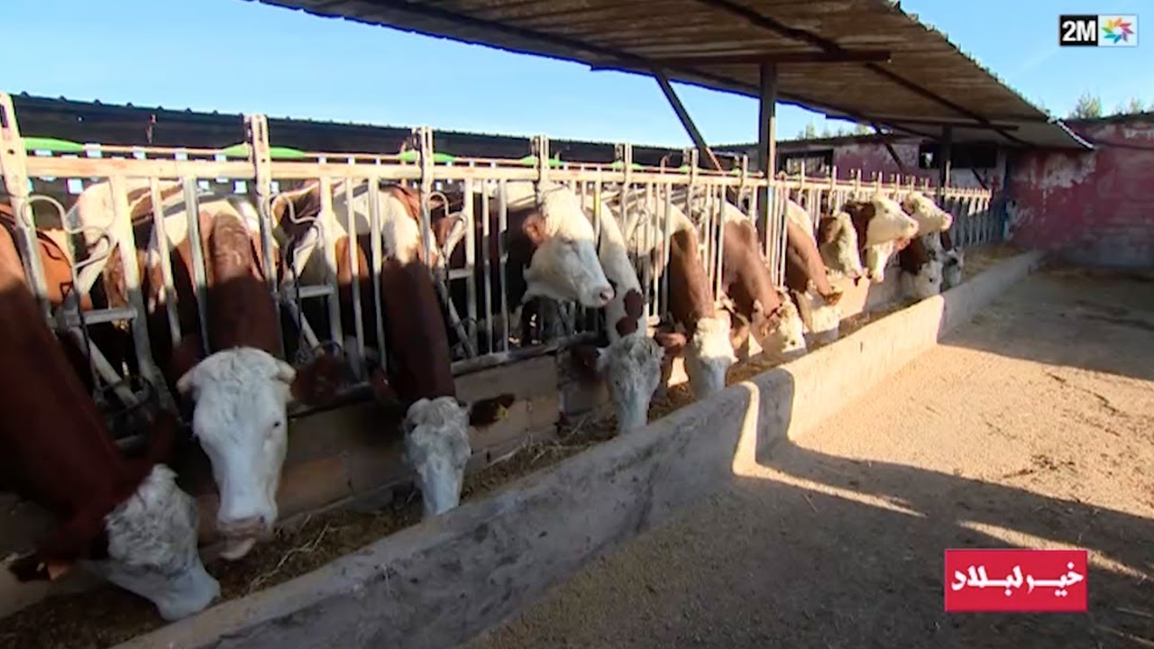 خير لبلاد : الأحد 28 يناير 2024