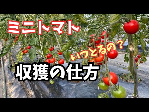 トマトの成長を早める7つの実践テクニック｜早期収穫を狙うなら