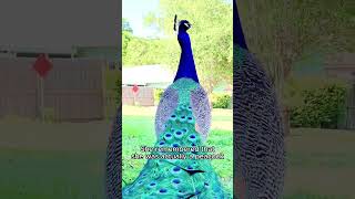 dinos！！#funnyanimals #birds #crazybird #wildlife #funnyvideos