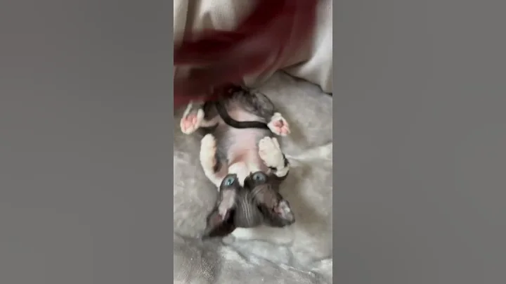 Watch the video about AMAZING RARE Black & White Blue-Eyed Sphynx (Minskin) Kitten!!