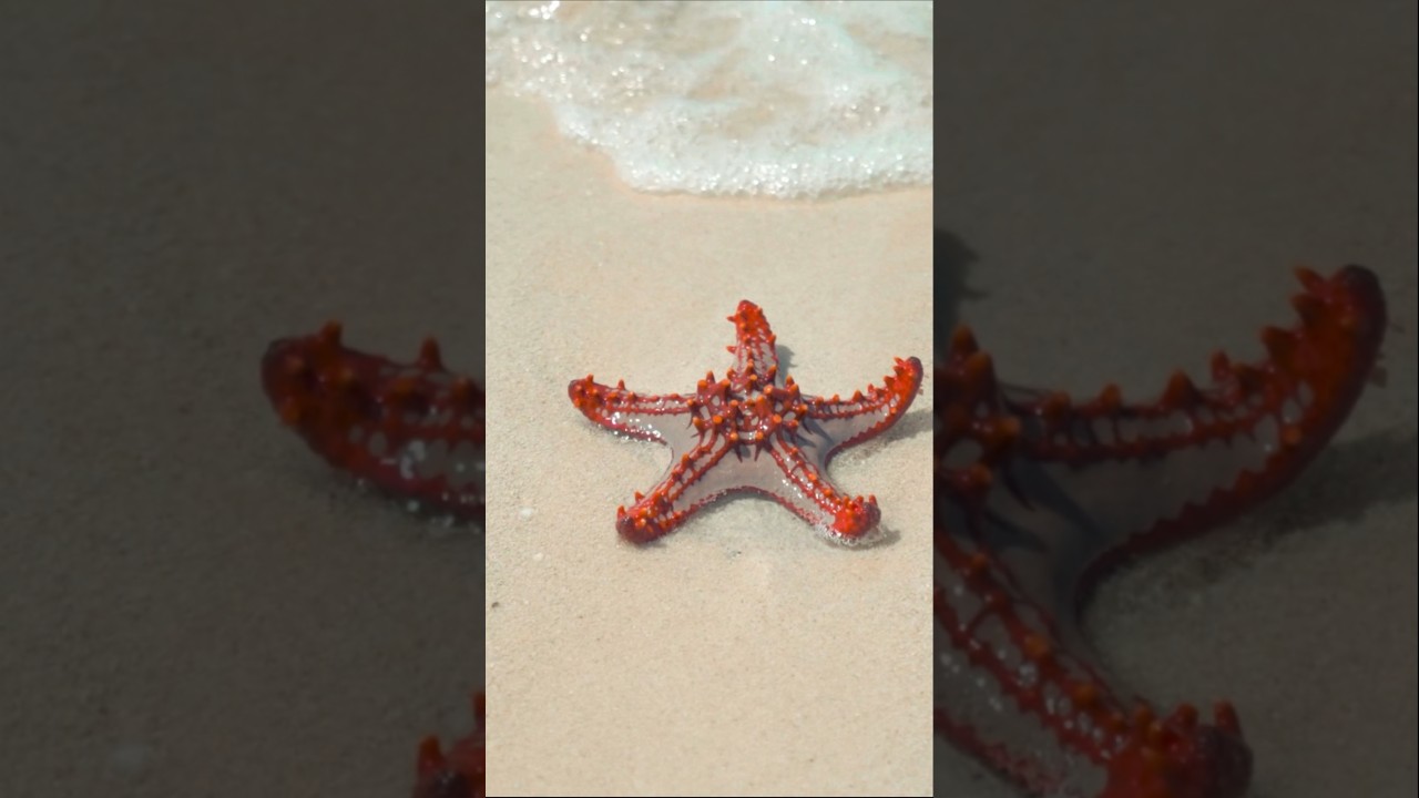 9 Surprising Animal Facts! Educational Animals Video 