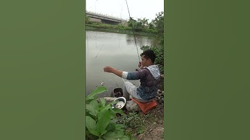 Câu cá diếc, giải trí, an nhiên  #cauca #caucathugian #caucadiec