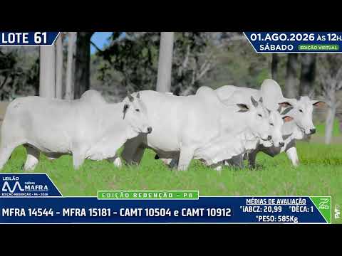 LOTE 61   MFRA 14544   MFRA 15181   CAMT 10504 e CAMT 10912