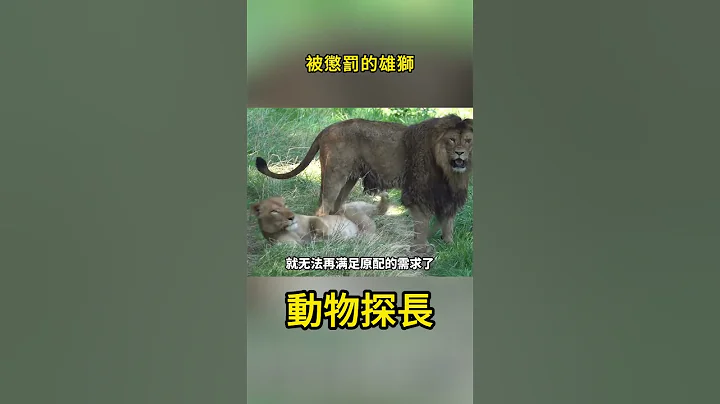 被懲罰的雄獅#野生動物零距離 #獅子 #大貓 #動物視界 - 天天要聞