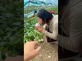 She is eating the cucumber with the foil paper on | Amazing fresh fruits #fruit #cucumber