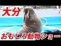 ショーで爆笑できる水族館 大分市・うみたまごに行った【1905ハワイ4】5/18-01