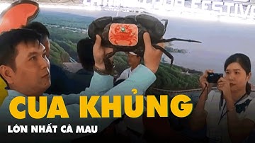 Cận cảnh con cua biển lớn nhất Cà Mau nặng gần 1,5kg, chủ nhân được thưởng 15 triệu
