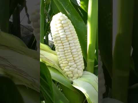 ٢ ذرة بيضة ٢