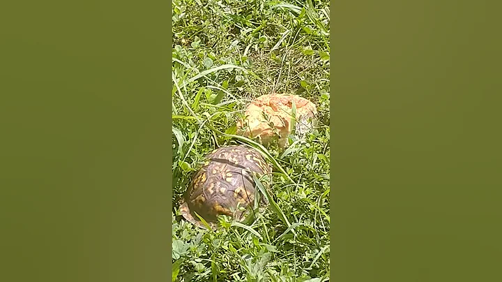 Timothy Turtle loves bread, everybody loves bread