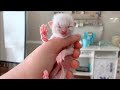 Trying to save the life of a 1 days old poor newborn kitten: Before and After - Whole Story