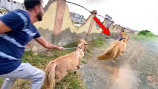 Hmari Horse Bhag Gai😰