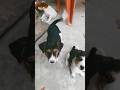 Subscribe kar do yaar #share #funny #viral #comedy #subscribe #like #youtubeshorts #love #pets #love